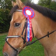 Anden særlig race bayli