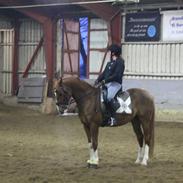 Hollandsk Sportspony Divino Van Stal Romano