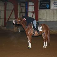 Hollandsk Sportspony Divino Van Stal Romano