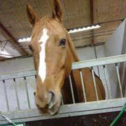 Anden særlig race Oliver (part)