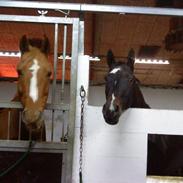 Anden særlig race Oliver (part)