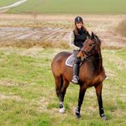 Dansk Varmblod Calvin - SOLGT