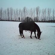 Anden særlig race Chasiopia