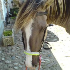 Anden særlig race Sia **solgt**