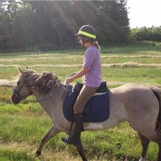 Anden særlig race Sia **solgt**