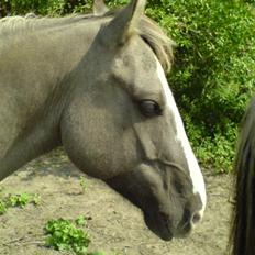 Anden særlig race Sia **solgt**