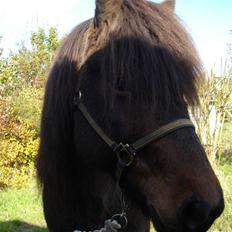 Islænder Rán frá Grund SOLGT