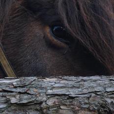 Islænder Rán frá Grund SOLGT