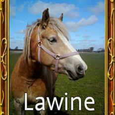 Haflinger Lawine