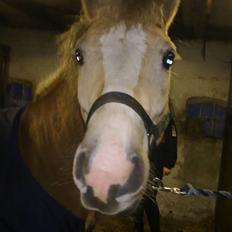 Haflinger Lawine