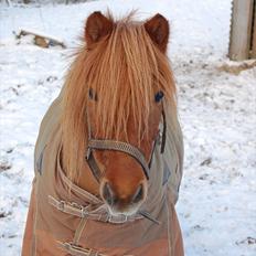 Shetlænder | Sylvester *Charmetrold*