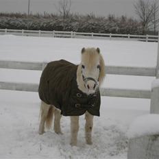 Anden særlig race Lucas
