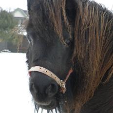 Shetlænder Mini  R.I.P