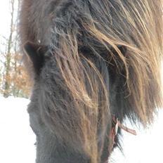 Shetlænder Mini  R.I.P