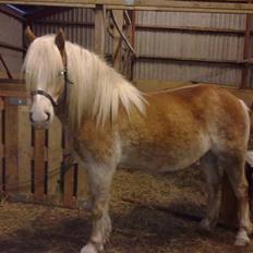 Haflinger Biggi