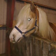 Haflinger Biggi