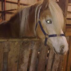 Haflinger Biggi