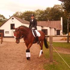 Tysk Oldenburger Lacoste