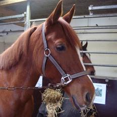 Tysk Sportspony Naren