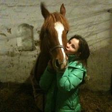 Tysk Sportspony Naren