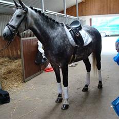 Anden særlig race Delight