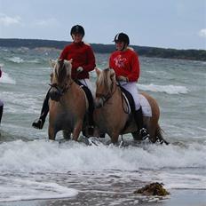 Fjordhest Østerskovs Eliza