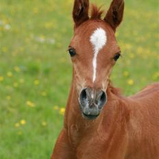 Arabisk fuldblod (OX) Fadjar