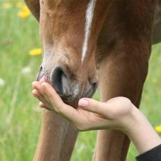 Arabisk fuldblod (OX) Fadjar