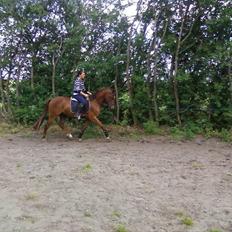 Anden særlig race Quinton