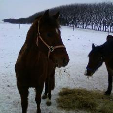 Anden særlig race Quinton