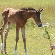 Arabisk fuldblod (OX) Kubaht 