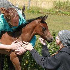 Arabisk fuldblod (OX) Aleifah