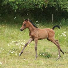 Arabisk fuldblod (OX) Aleifah