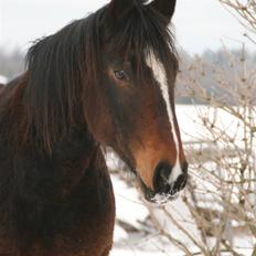 Anden særlig race Bølle.