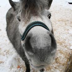 Anden særlig race Bette-my. Solgt.