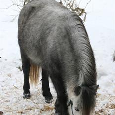 Anden særlig race Bette-my. Solgt.