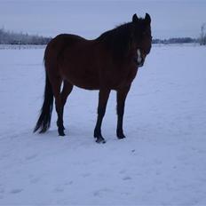 Traver Handmade R.I.P