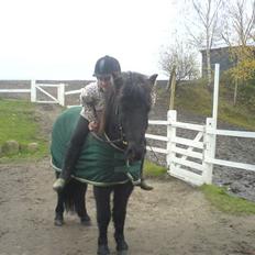 Islænder Enok fra Freersvang 