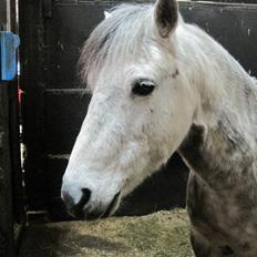 Anden særlig race Yankee