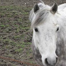 Anden særlig race Yankee