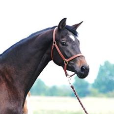 Dansk Varmblod Langhoffs Poison Ivy