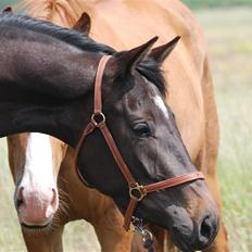 Dansk Varmblod Langhoffs Poison Ivy