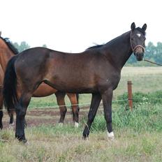 Dansk Varmblod Langhoffs Poison Ivy