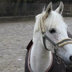 Anden særlig race Chapplin. SOLGT