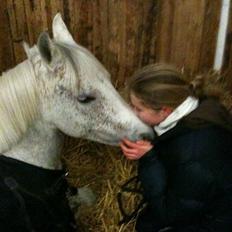 Anden særlig race Chapplin. SOLGT