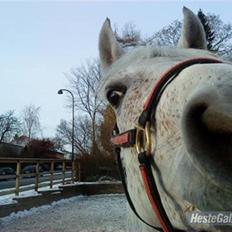 Anden særlig race Chapplin. SOLGT