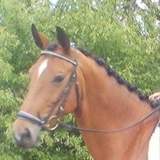 Dansk Varmblod Overgaards Minuet