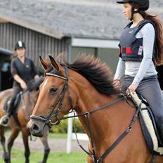 Dansk Varmblod Overgaards Minuet