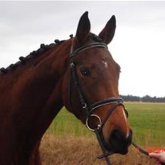 Dansk Varmblod Casie