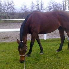 Dansk Varmblod Casie